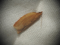 Clepsis consimilana