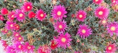 Ruschieae