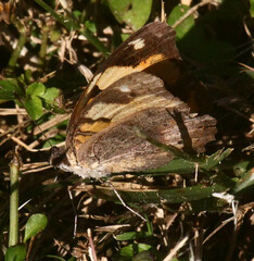 Junonia hierta