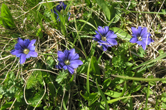 Gentiana dshimilensis