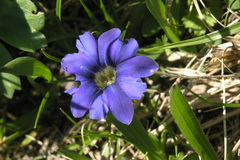 Gentiana dshimilensis