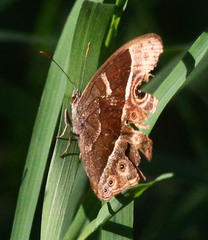 Bicyclus safitza