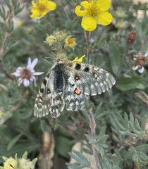 Parnassius smintheus