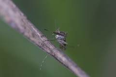 Aedes caspius