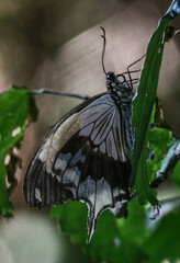 Papilio dardanus