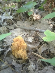 Ramaria