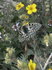 Parnassius smintheus