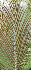 Blechnum gibbum