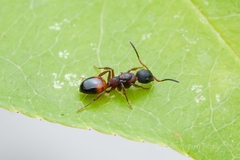 Dolichoderus plagiatus