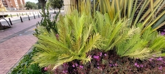 Blechnum gibbum