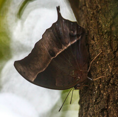 Charaxes varanes