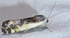 Tarache augustipennis