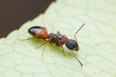 Dolichoderus plagiatus