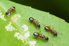 Dolichoderus plagiatus