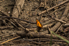 Byblia anvatara