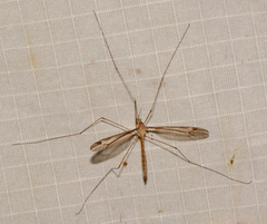 Tipula furca
