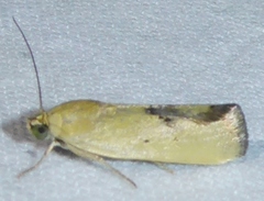 Ponometia tortricina