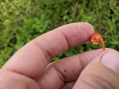 Hygrocybe cantharellus