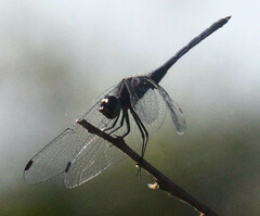 Trithemis furva