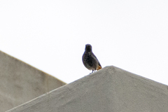Phoenicurus ochruros gibraltariensis