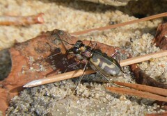 Cicindela hirticollis