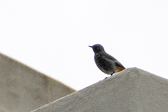 Phoenicurus ochruros gibraltariensis