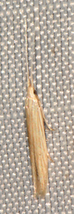 Coleophoridae