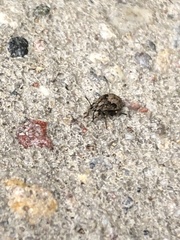 Heteroptera