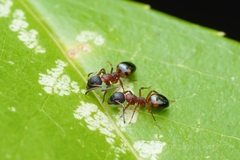 Dolichoderus plagiatus