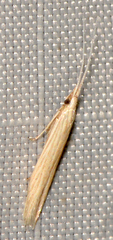 Coleophoridae