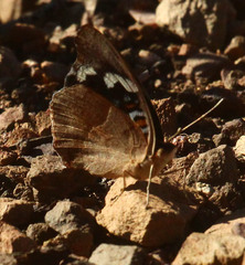 Junonia oenone
