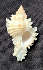 Chicoreus florifer