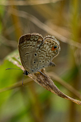 Euchrysops malathana