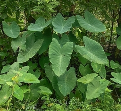 Colocasia