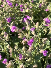 Mirabilis oxybaphoides