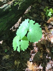 Sanguinaria canadensis