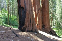 Sequoiadendron giganteum