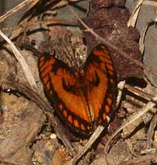 Byblia anvatara