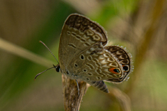 Euchrysops malathana
