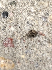 Heteroptera