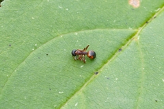 Dolichoderus plagiatus