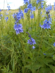 Veronica teucrium