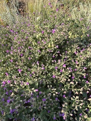 Mirabilis oxybaphoides