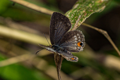 Euchrysops malathana