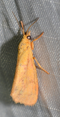 Virbia aurantiaca