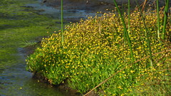 Cotula coronopifolia
