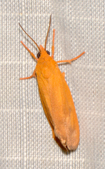 Virbia aurantiaca