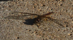 Brachythemis leucosticta