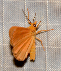 Virbia aurantiaca