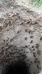 Macrotermes carbonarius